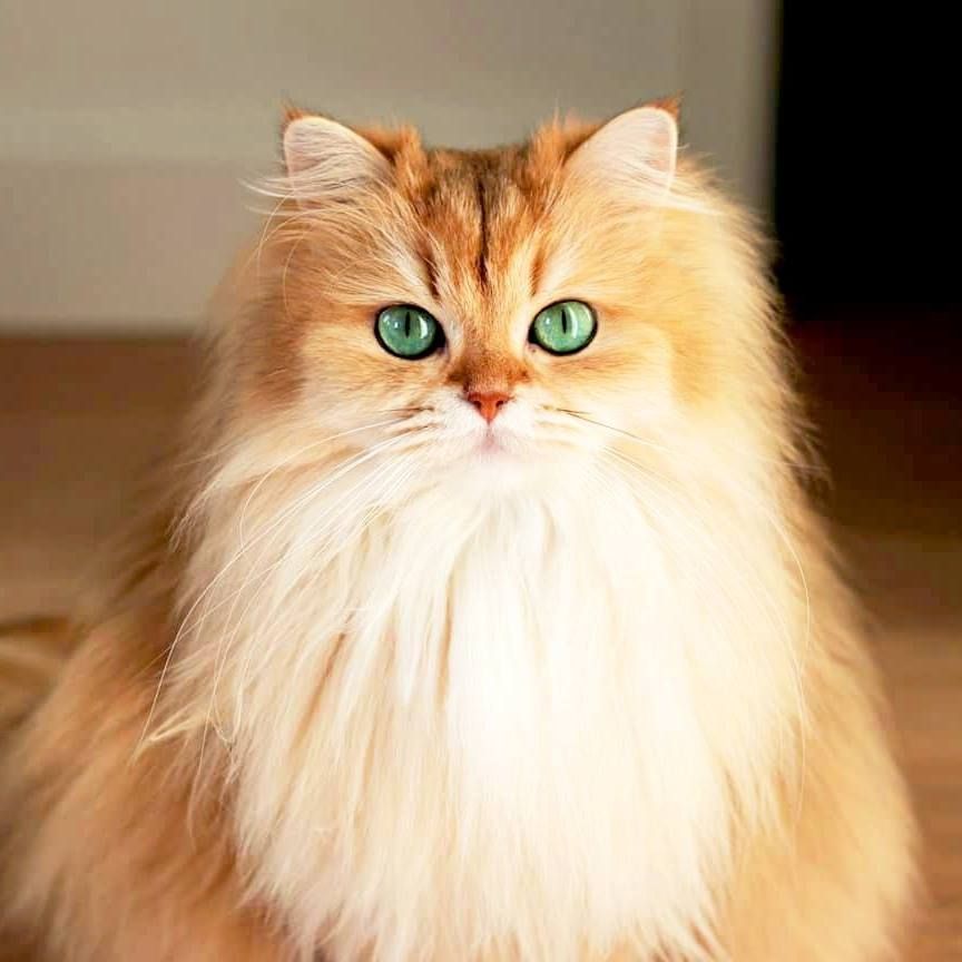 Самая красивая порода кошек в мире фото