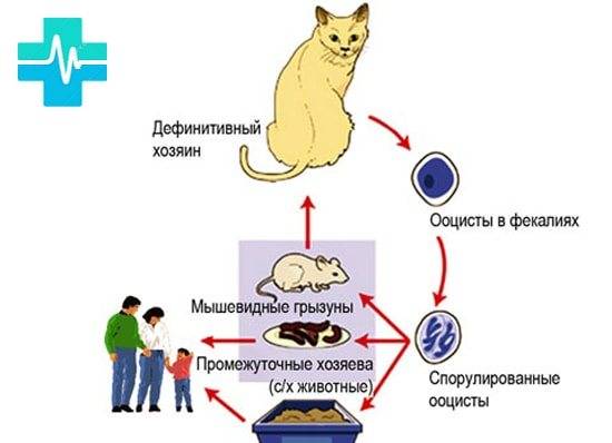 Токсоплазмоз у кошек: как животное заражается, передается ли человеку, симптомы, анализ, лечение и прививка