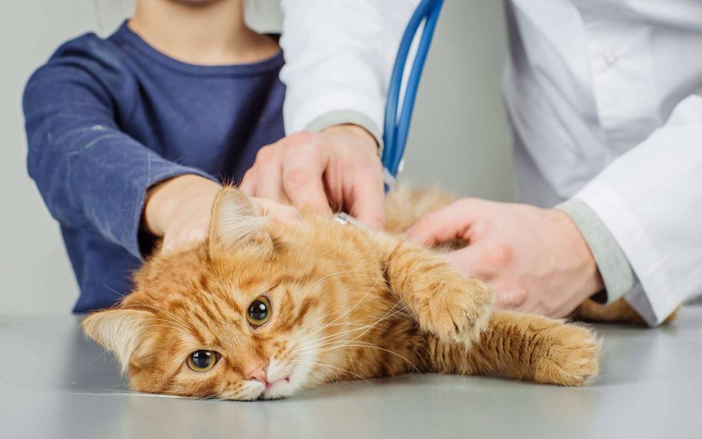 Энтерит у кошки - виды энтеритов, симптомы и лечение 