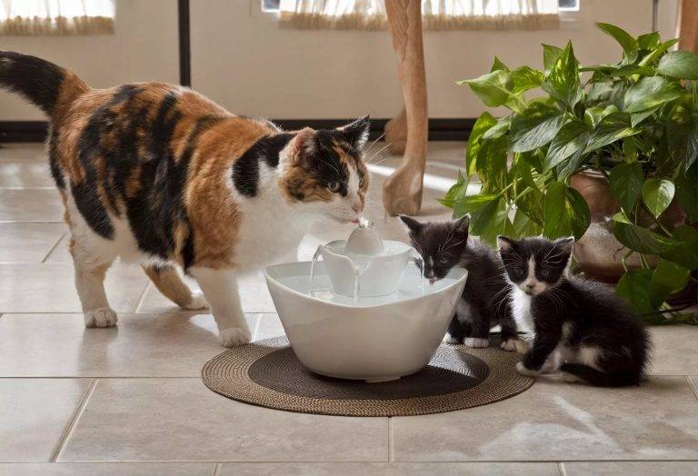 Лайфхаки для кошек и котов: как облегчить себе жизнь и улучшить условия домашним любимцам