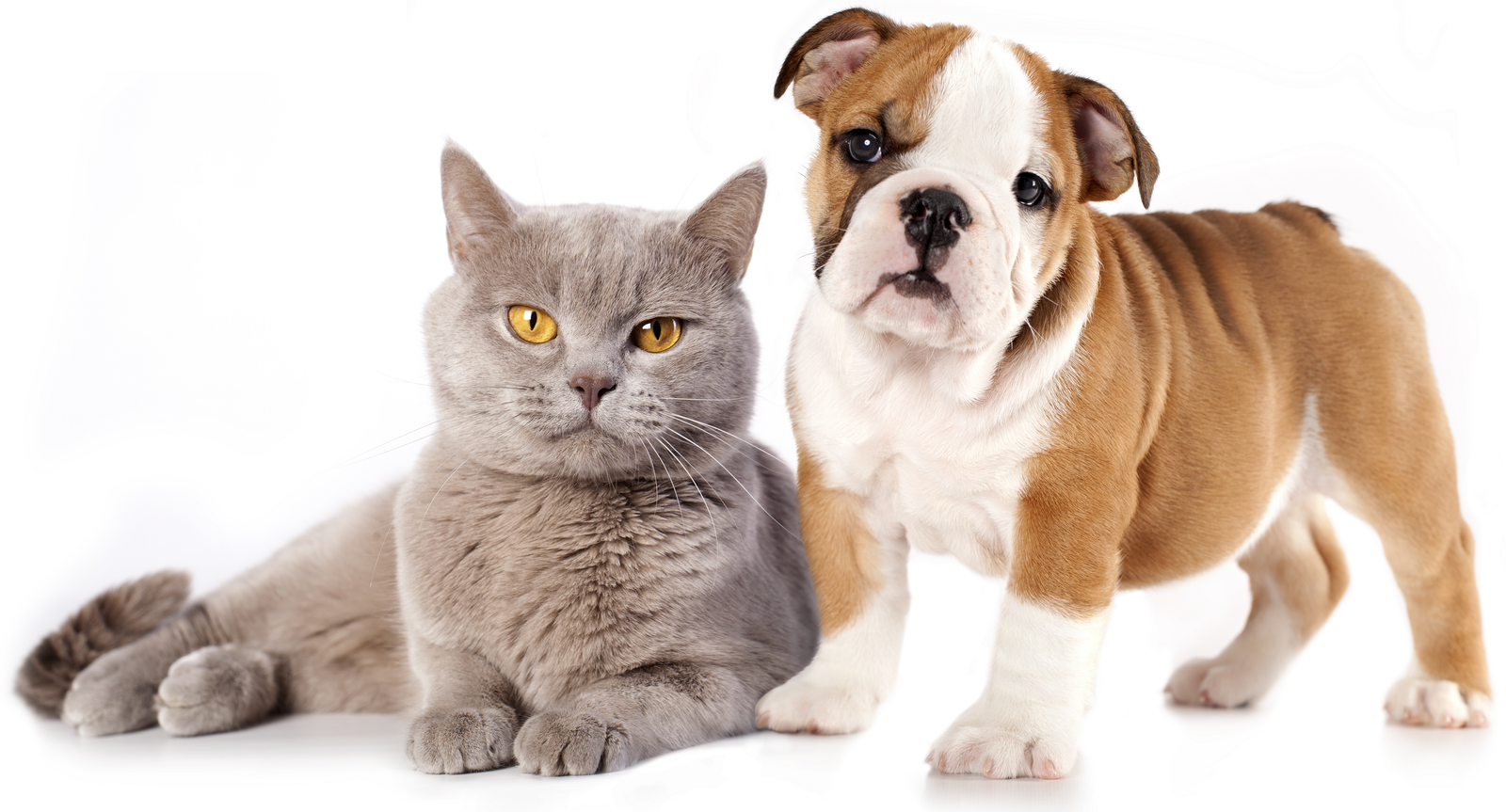 Кошки или собаки — как правильно выбрать питомца?