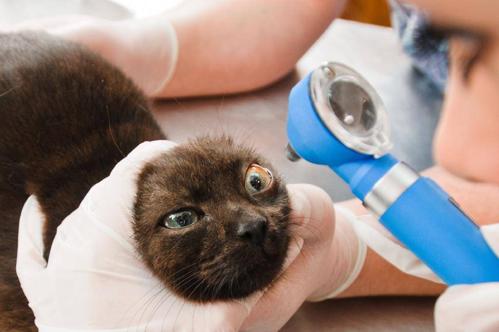 Чем промыть кошке глаза в домашних условиях. чем протирать глаза кошке в домашних условиях, можно ли хлоргексидином? как промыть глаз коту - новая медицина