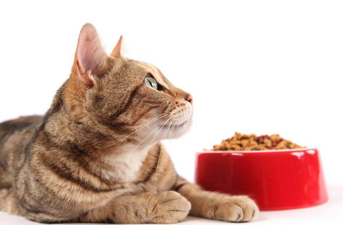 Пять мифов о кормлении котов и кошек