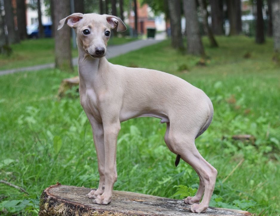 Порода собаки левретка (итальянская борзая): особенности, фото, характер