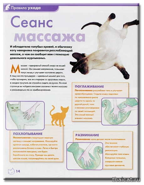 Зачем коты делают массаж. Как сделать массаж кошке. массаж кошке при запоре. массаж для кошки от запоров. как делать массаж кошачьей лапки.