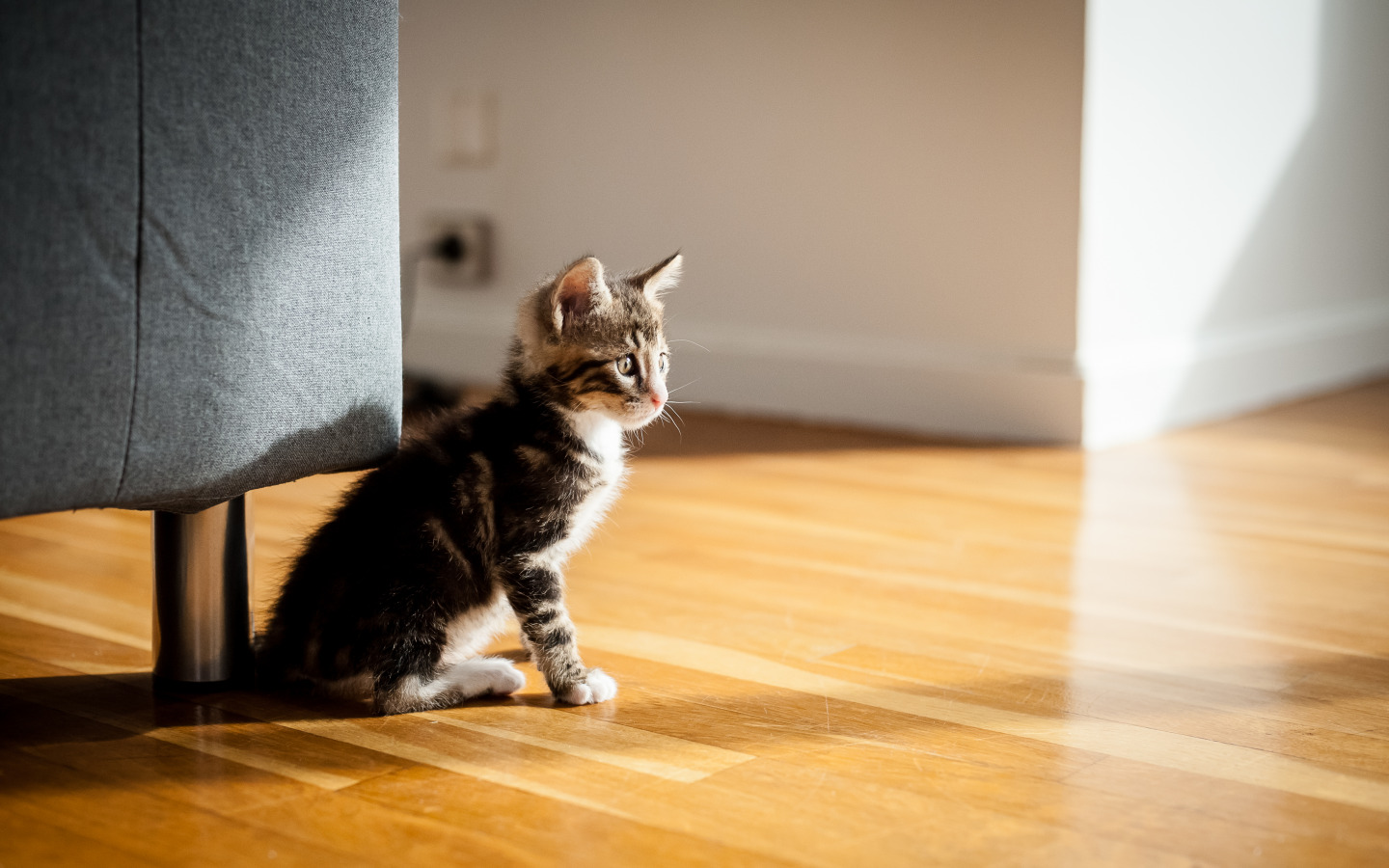Как приучить кошку к новому дому: подготовка, чего нельзя делать