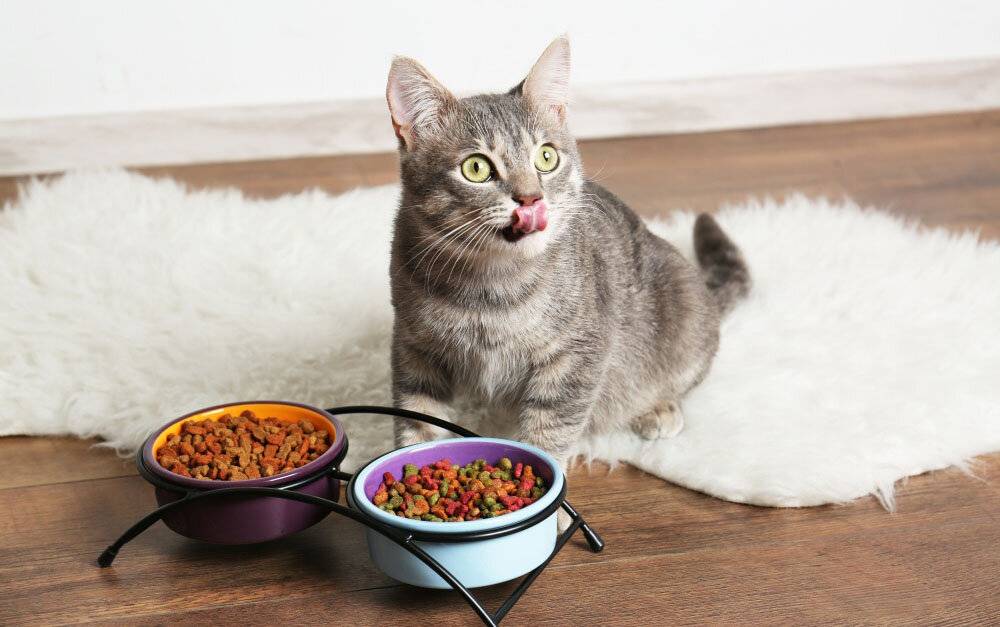 Питание для кошек  кормим домашних друзей правильно