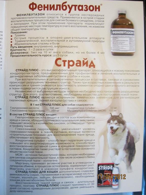 Инструкция по применению препарата Страйд для кошек