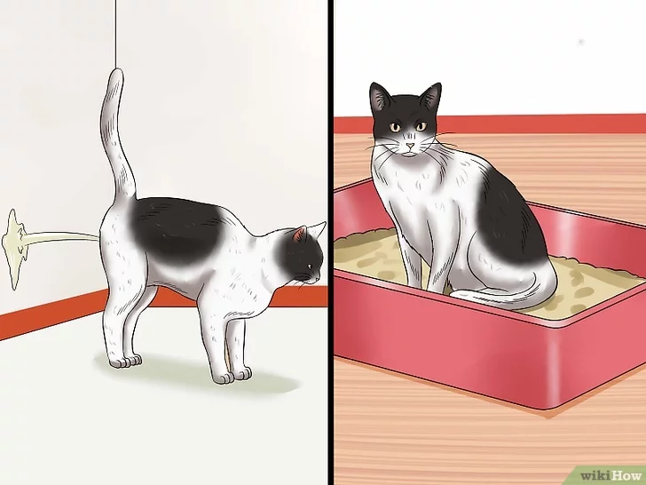 Метят ли кошки территорию как коты: что делать и как отучить