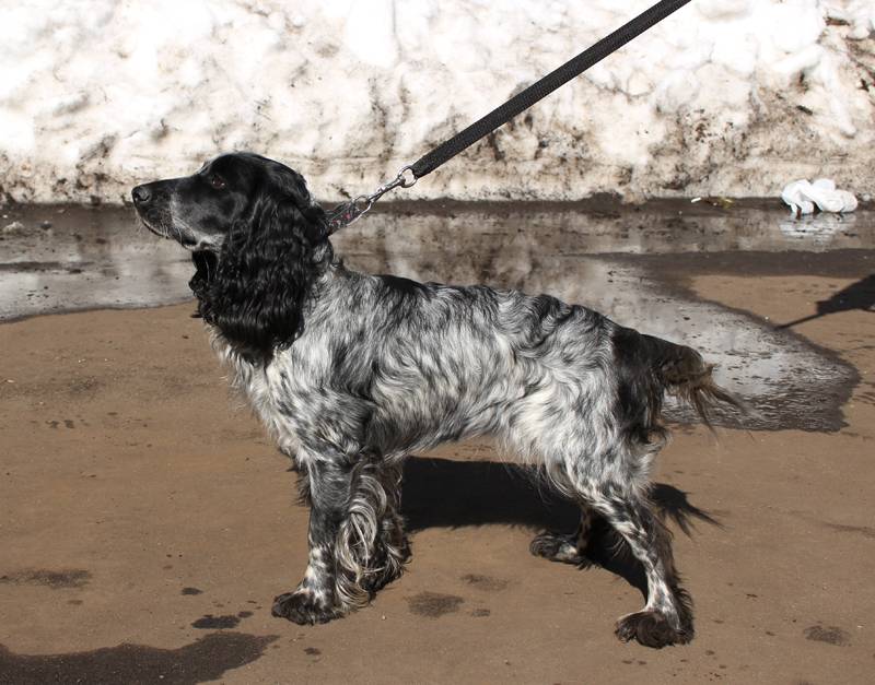 Русский охотничий спаниель (фото): самая популярная собака для охоты - kot-pes