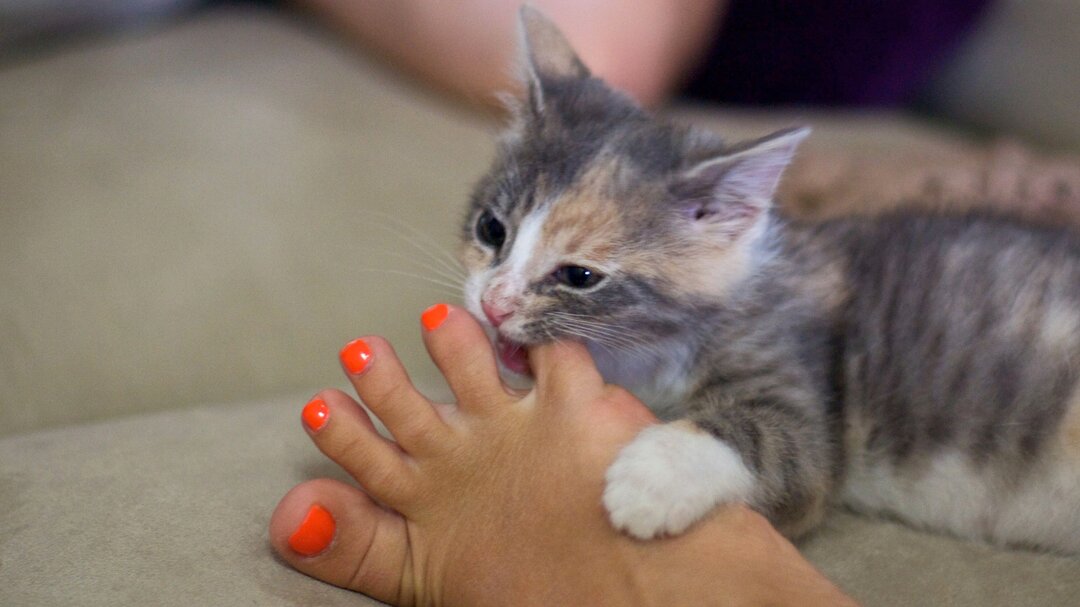 Как отучить котенка кусаться и царапаться во время игры :: syl.ru