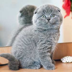 Хайленд-фолд - шотландская вислоухая кошка: описание, характер, уход за хайленд-фолдом