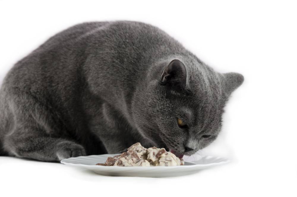 Питание британских кошек