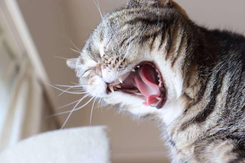 Кот чихает - что делать с целью лечения и диагностики
кот чихает - что делать с целью лечения и диагностики