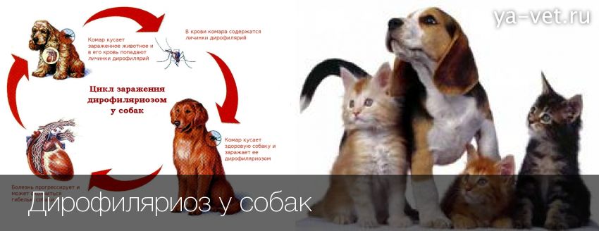 Опасные болезни собак и кошек