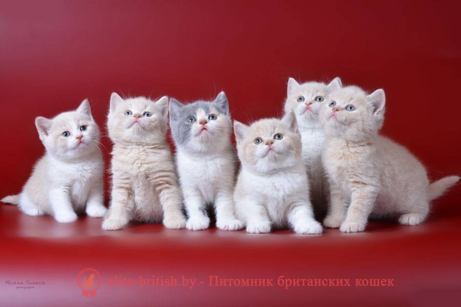 Необычные клички для кошек и котов на русском, японском и английском языках с переводом
