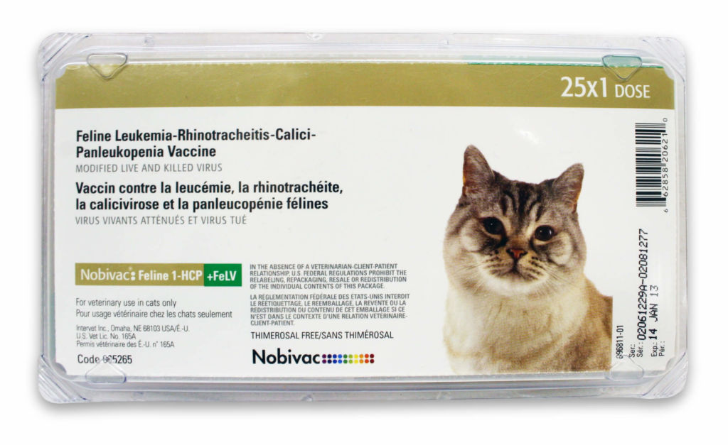 Панлейкопения у кошки: симптомы и лечение заболевания. панлейкопения у кошек: симптомы и лечение