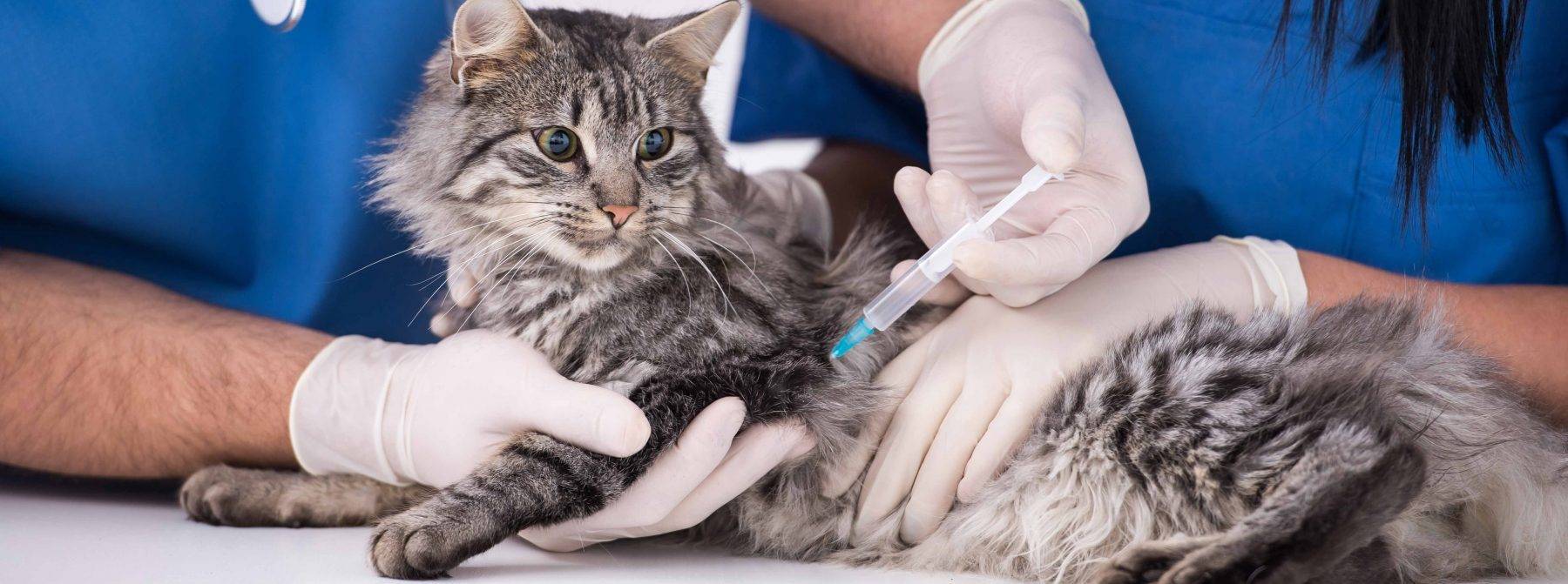 Лишай у кошек: как выглядит и чем лечить в домашних условиях