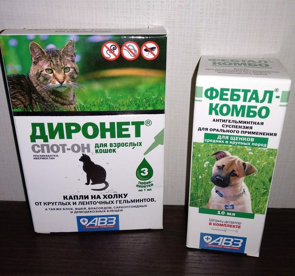 Способ применения препарата диронет спот-он для кошки: обзор инструкции