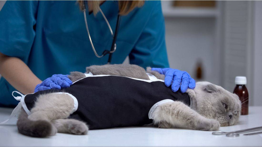 Можно ли давать обычный корм стерилизованной кошке и кастрированному коту и чем их кормить правильно