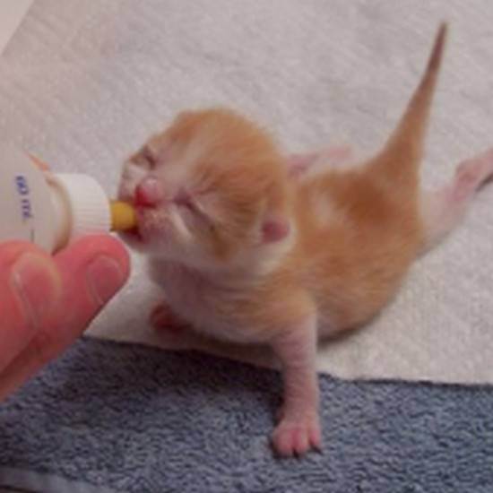 Как выкормить новорожденного котенка? уход за новорожденными котятами