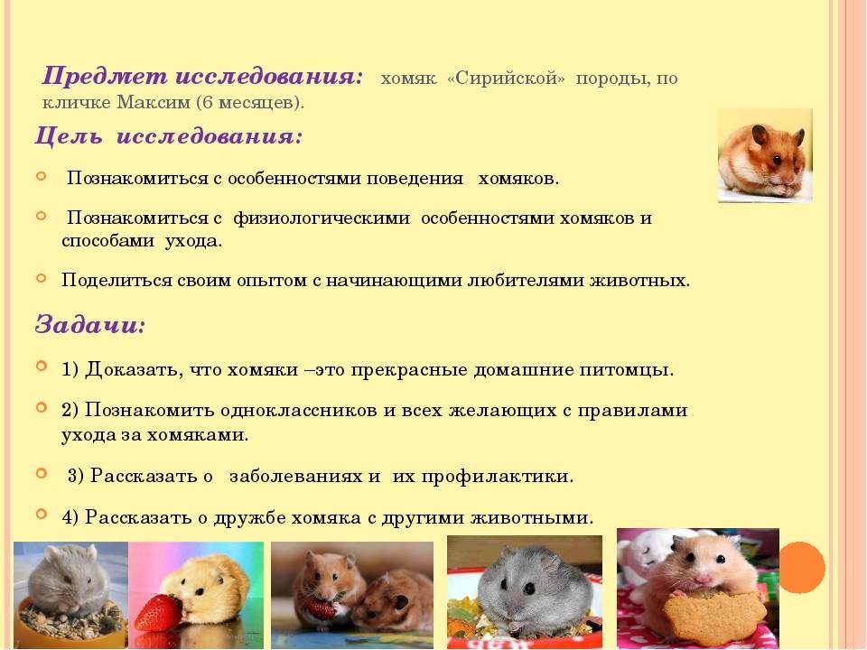 ᐉ как назвать хомяка девочку: список имен для джунгарика, сирийского и других пород - zoovet24.ru