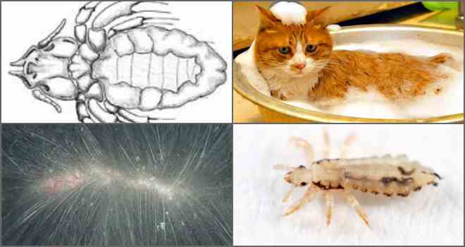 Власоеды у кошек: возбудитель, симптомы и диагностика, лечение