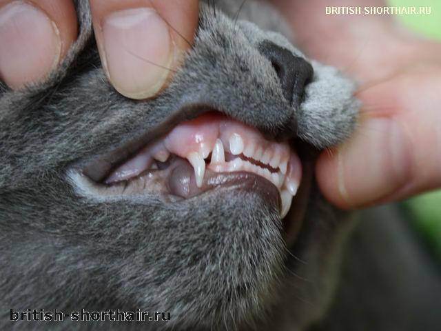 Как меняются у кошек зубы