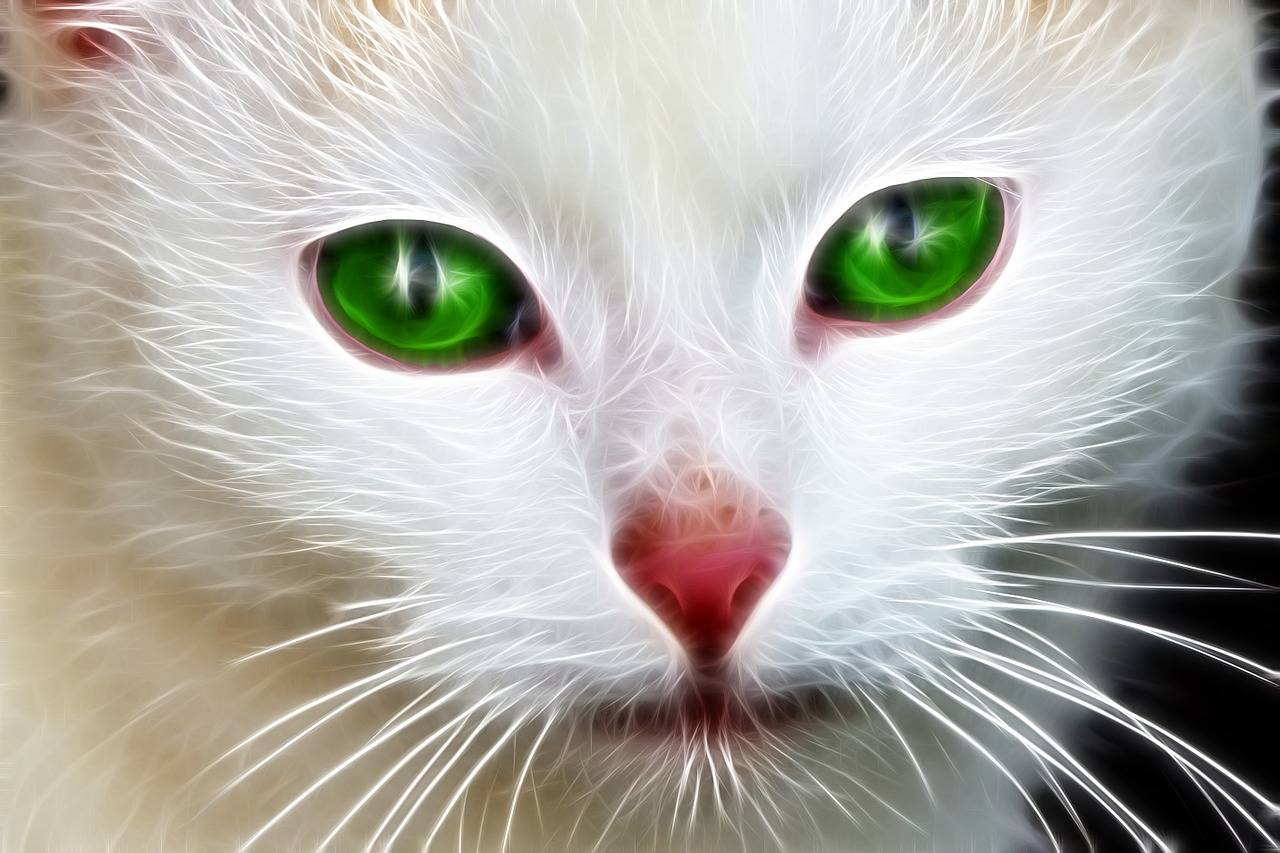 Черно-белый кот: особенности, разновидности окраса, список пород биколор