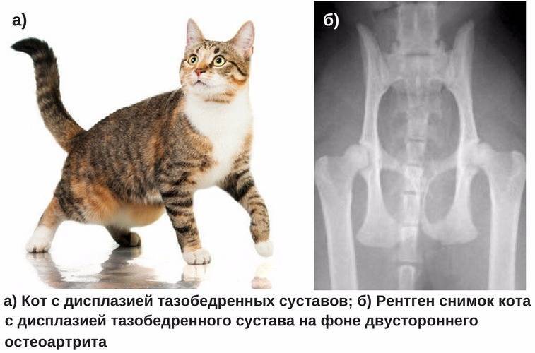 У кота отнялись задние ноги: причины, что делать, лечение