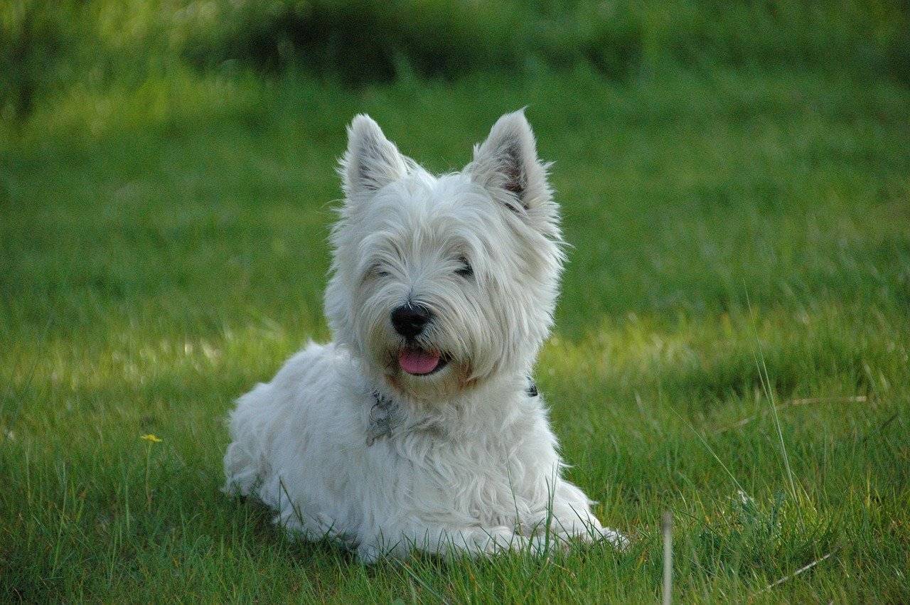 West terrier. Вест хайленд терьер. Хайленд Уайт терьер. Порода Вест-хайленд-Уайт-терьер. Вай хайленд Уайт терьер.