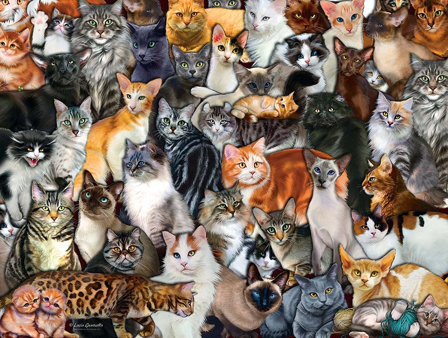 Кошки бенгальской породы, особенности характера и разновидности окрасов, фото кошек