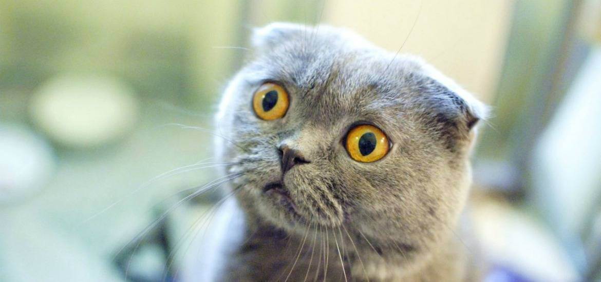 Британская короткошерстная кошка: особенности поведения и ухода (105 фото)