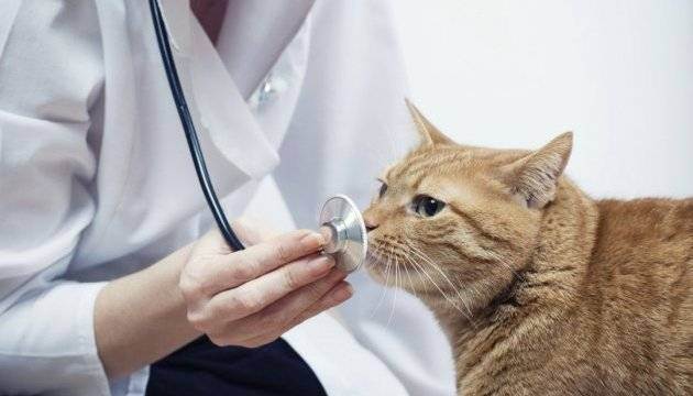 Вакцины против бешенства у кошек