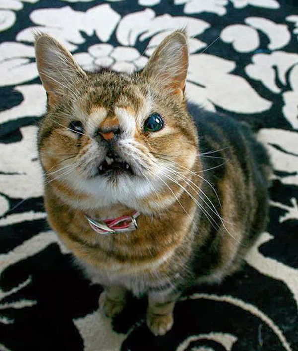 Самый страшный кот в мире - описание породы
