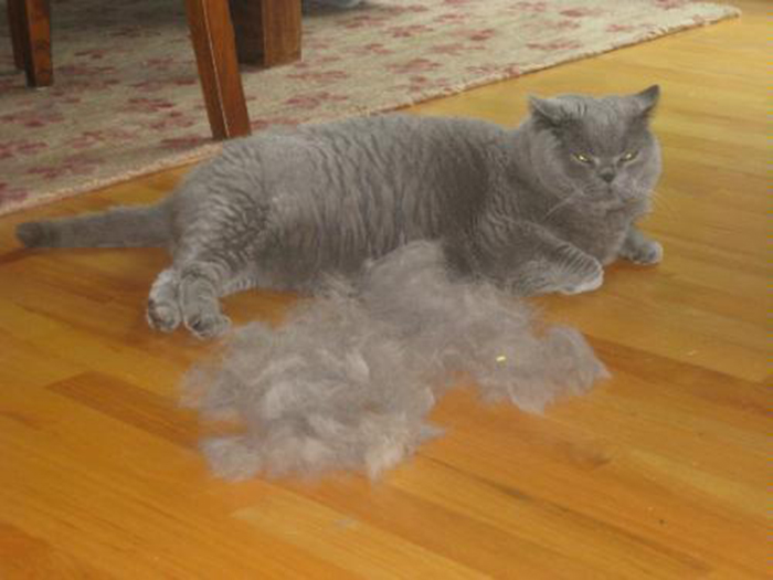 У кошки или кота сильно лезет шерсть, выпадает клоками: почему, что делать, как вылечить взрослое животное или котенка в домашних условиях