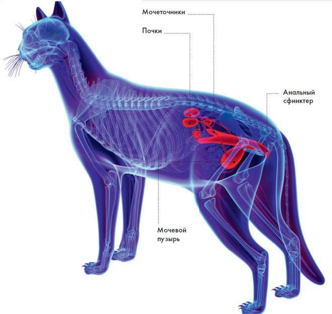 Мочеточники у собаки. Анатомия кота мочевой пузырь. Анатомия мочевыделительной системы у кошек. Мочеполовая система кота анатомия. Анатомия мочевой системы у кота.