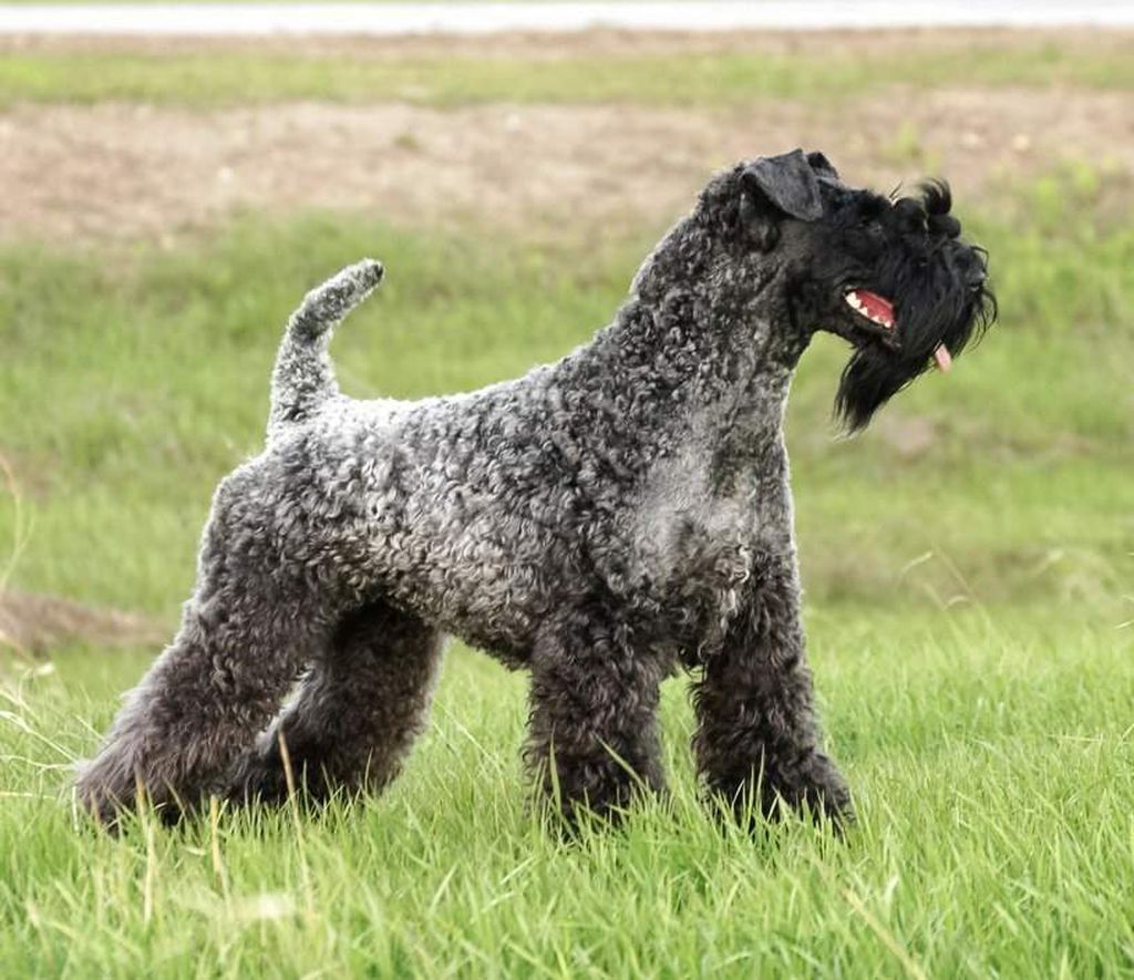 Керри-блю-терьер — описание породы и характер собаки