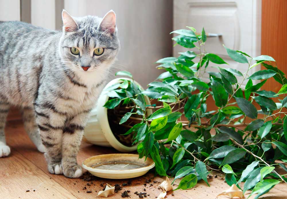 Как уберечь комнатные растения от кошки - wikihow