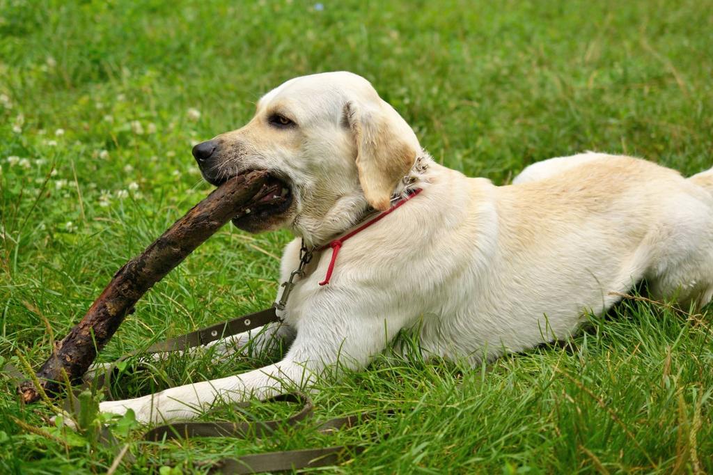 Собака ест кал: почему, чего не хватает