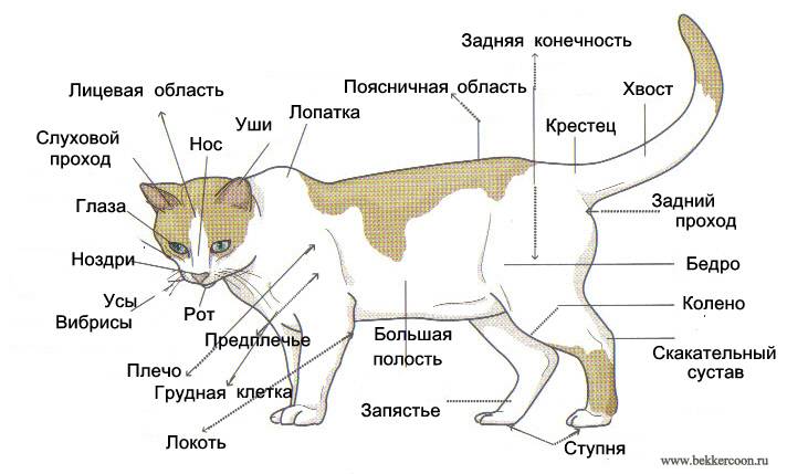 Анатомия кошки внутренние органы атлас