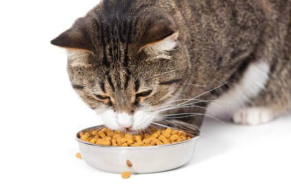 Советы ветеринаров: как правильно кормить взрослых домашних котов и кошек