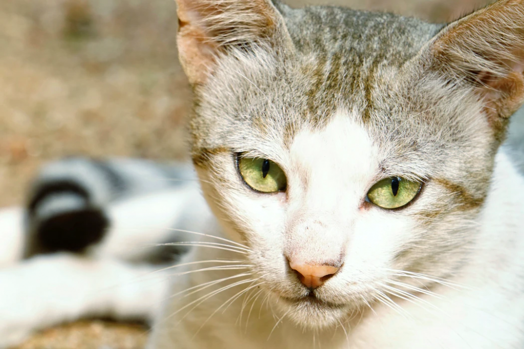 Туберкулез у кошек и котов - симптомы, лечение, препараты, причины появления | наши лучшие друзья