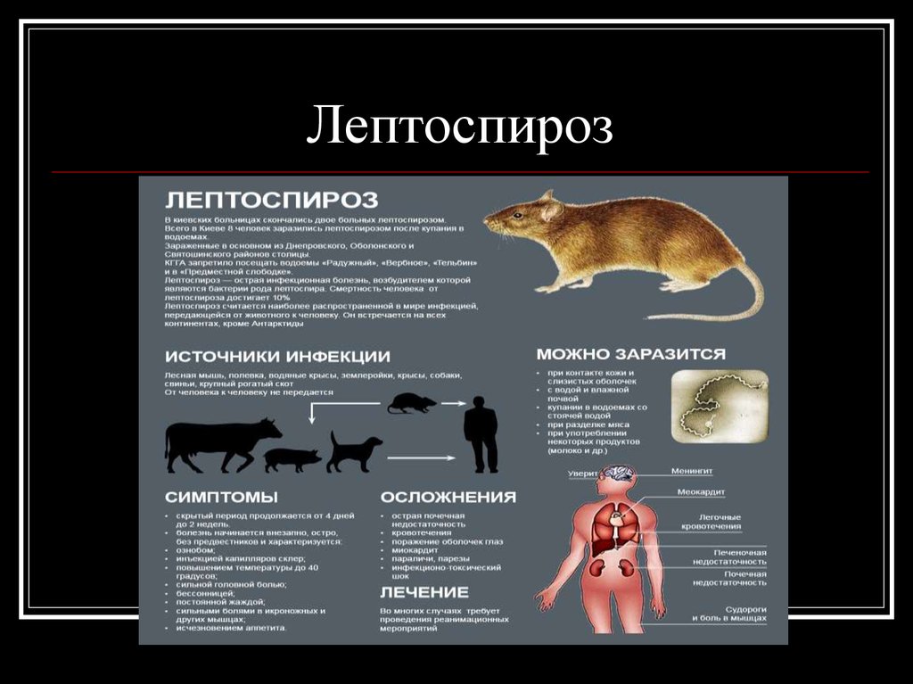 Лептоспироз у кошек: симптомы и лечение