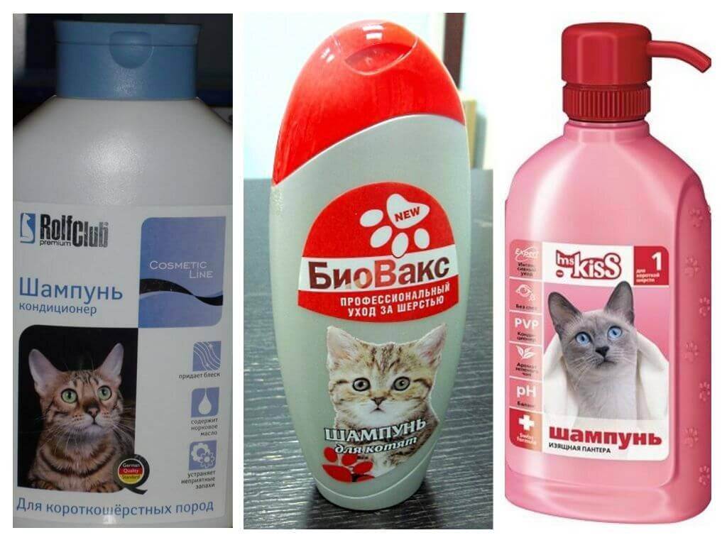 Шампунь для кошек: основные виды, популярные марки, отзывы