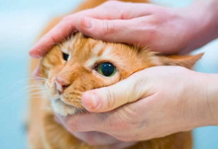 У кошки гноится глаз причины и лечение
