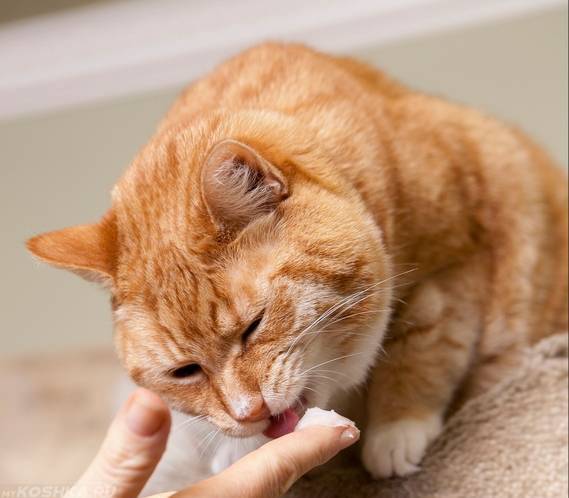 Запор у кота: причины, признаки и лечение
