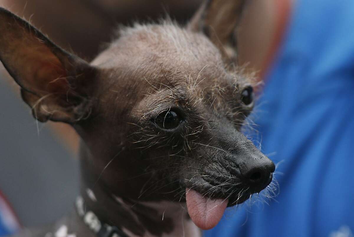 Ксолоитцкуинтли – какая она, мексиканская собака: голая, лысая или хохлатая?
