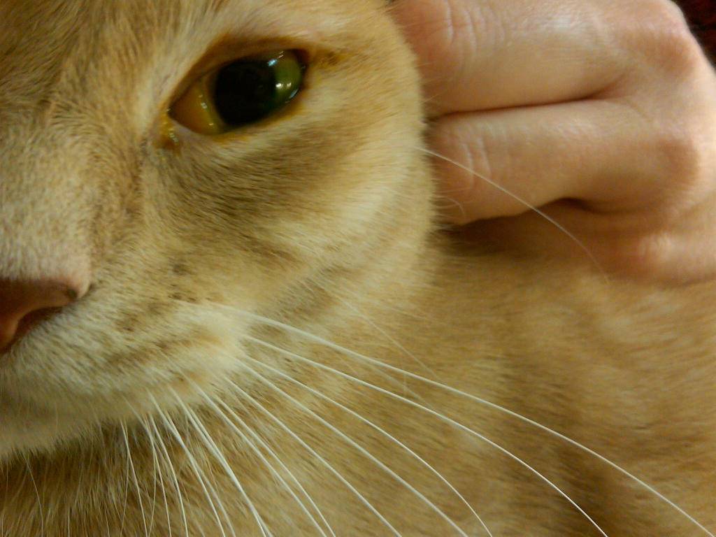 Гепатит у кошек и котов  симптомы и лечение
