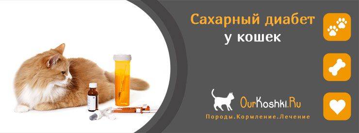 Сахарный диабет у кошек: первые признаки заболевания, лечение, профилактика